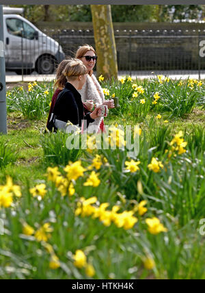 Brighton, UK. 13. März 2017. Narzissen in voller Blüte auf der Ebene in Brighton als Menschen die schönen warmen Frühlingssonne heute mit Temperaturen genießen voraussichtlich die hohe Teens erreichen celsius in einigen Teilen der südlichen Großbritannien Credit: Simon Dack/Alamy Live News Stockfoto