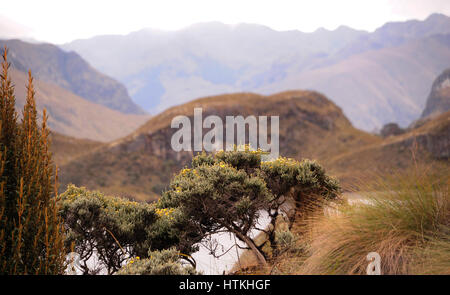 Cajas Nationalpark in den hohen Anden auf rund 4000 Metern Höhe bietet einige der spektakulärsten Landschaften in Ecuador. Zerklüftete Felsformationen, zahlreiche Seen und unglaubliche Flora sind Teil der Natur. Genommen 18.10.2016. Foto: Reinhard Kaufhold/Dpa-Zentralbild/ZB | weltweite Nutzung Stockfoto