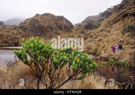 Cajas Nationalpark in den hohen Anden auf rund 4000 Metern Höhe bietet einige der spektakulärsten Landschaften in Ecuador. Zerklüftete Felsformationen, zahlreiche Seen und unglaubliche Flora sind Teil der Natur. Genommen 18.10.2016. Foto: Reinhard Kaufhold/Dpa-Zentralbild/ZB | weltweite Nutzung Stockfoto