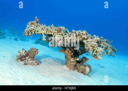 Rotes Meer, Ägypten. 7. November 2016. Einzelne Tischkoralle (Acropora Pharaonis) auf Sand unten, Rotes Meer, Sharm El Sheikh, Sinai-Halbinsel, Ägypten Credit: Andrei Nekrassow/ZUMA Wire/ZUMAPRESS.com/Alamy Live News Stockfoto