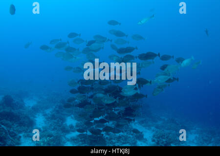 Rotes Meer, Ägypten. 7. Juni 2016. Fischschwarm länglich Unicornfish (Naso Lopezi) auf blauem Wasser Hintergrund, Rotes Meer, Ägypten Credit: Andrei Nekrassow/ZUMA Wire/ZUMAPRESS.com/Alamy Live News Stockfoto