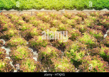 Salat-Anbau auf Hydrokultur-System mit Wasser und Dünger in die Bewässerung. Stockfoto