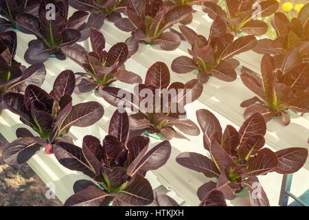 Salat-Anbau auf Hydrokultur-System mit Wasser und Dünger in die Bewässerung. Stockfoto