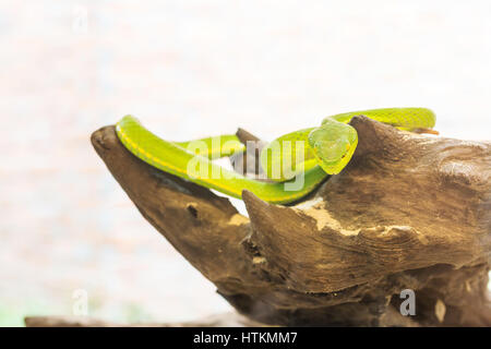 Schlange, grüne Pit Viper, asiatische Grubenotter, Trimeresurus (Viperidae) in der Natur Stockfoto