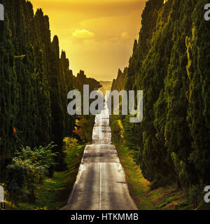 Bolgheri berühmten Zypressen Bäumen gerade Boulevard Landschaft. Maremma Wahrzeichen, Toskana, Italien, Europa. Dieser Boulevard ist berühmt für Carducci Gedicht. Stockfoto