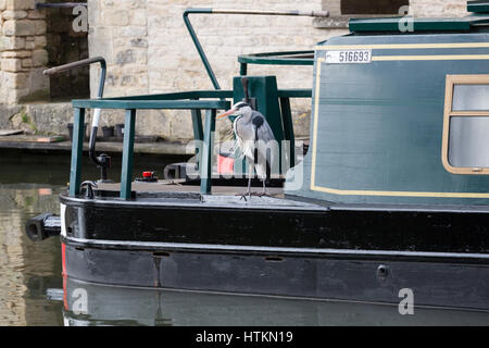 Ein Graureiher sitzen auf dem Deck ein Grachtenboot in Bath, England Stockfoto