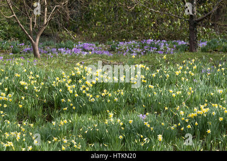 Narcissus. Narzisse und Krokus Blüten in einem Waldgebiet. Evenley Holz Garten, Evenley, Northamptonshire, England Stockfoto