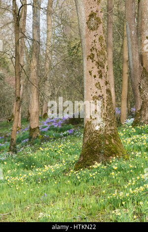 Narcissus. Narzisse und Krokus Blüten in einem Waldgebiet. Evenley Holz Garten, Evenley, Northamptonshire, England Stockfoto