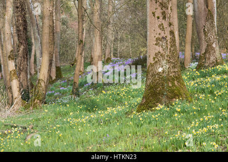 Narcissus. Narzisse und Krokus Blüten in einem Waldgebiet. Evenley Holz Garten, Evenley, Northamptonshire, England Stockfoto