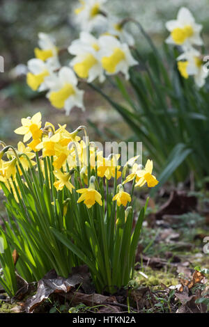 Narcissus 'Februar Gold'. Narzisse Blumen in einem Waldgebiet. Evenley Holz Garten, Evenley, Northamptonshire, England Stockfoto