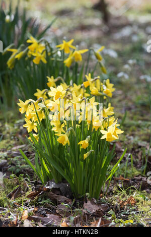 Narcissus 'Februar Gold'. Narzisse Blumen in einem Waldgebiet. Evenley Holz Garten, Evenley, Northamptonshire, England Stockfoto