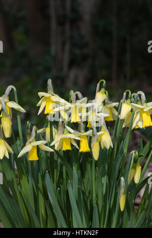 Narcissus Trena. Narzissen Trena Blumen in einem Waldgebiet. Evenley Holz Garten, Evenley, Northamptonshire, England Stockfoto