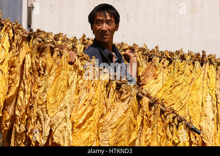 Ein Mann trägt Stangen umarmen mit getrockneten Tabakblätter während der Tabak Ernte Dion Tou Village, in der Nähe von Shaxi in der Provinz Yunnan, China Mittwoch August Stockfoto