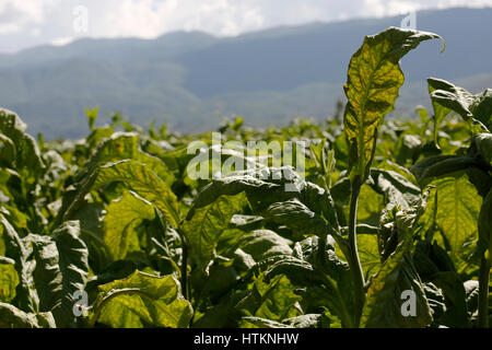 Tabakpflanzen sind in einem Feld, während der Tabak Ernte Dion Tou Village, in der Nähe von Shaxi in der Provinz Yunnan, China Mittwoch, 17. August 2016 abgebildet. Stockfoto