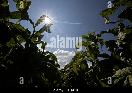 Tabakpflanzen sind in einem Feld, während der Tabak Ernte Dion Tou Village, in der Nähe von Shaxi in der Provinz Yunnan, China Mittwoch, 17. August 2016 abgebildet. Stockfoto