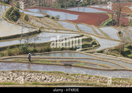 YuanYang, China - 21. Februar 2017: Hani Frau arbeitet in einem Reisfeld in YuanYang. Stockfoto