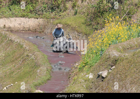 YuanYang, China - 21. Februar 2017: Hani Mann arbeitet in einem Reisfeld mit seinen Wasserbüffel in YuanYang. Stockfoto