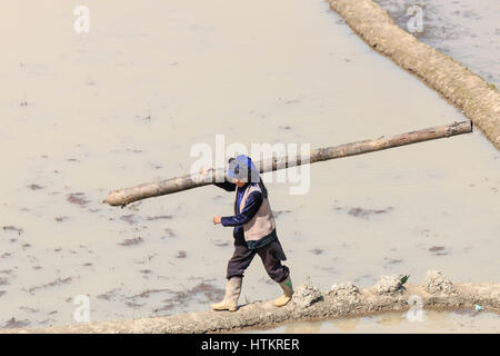 YuanYang, China - 21. Februar 2017: Hani Frau arbeitet in einem Reisfeld in YuanYang. Stockfoto