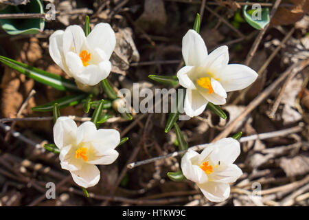 vier weiße Krokus Krokusse, Croci. Stockfoto