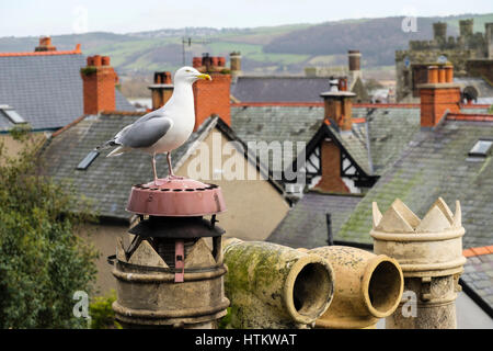 Silbermöwe (Larux Argentatus) oder Möwe auf ein Haus auf dem Dach Schornstein im Meer Stadt Conwy, Wales, Großbritannien, Großbritannien, Europa Stockfoto