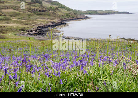 Glockenblumen am Meeresufer mit Bracken Wedel im Frühsommer blühend. Loch Scridain, Bunessan, Isle of Mull, Inneren Hebriden, Western Isles Schottland, Vereinigtes Königreich Stockfoto