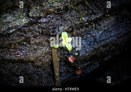 Einziges neues Wachstum auf einem dunklen gefallenen Baumstamm in Wisconsin Stockfoto
