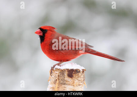 Eine helle rote nördlichen Kardinal (Cardinalis Cardinalis) an einem Wintertag. Stockfoto