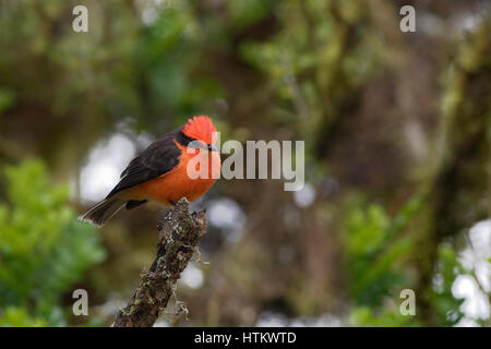 Vermillion Flycatcher (Pyrocephalus Rubinus Nanus), Hochland, Santa Cruz, Galapagos-Inseln Stockfoto