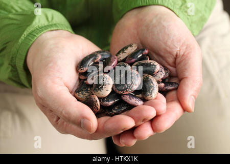 Scarlet Stangenbohnen in Händen Stockfoto