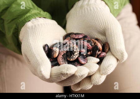 Scarlet Stangenbohnen in Händen Stockfoto