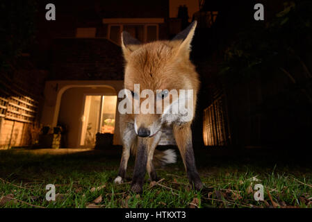 Fox für Lebensmittel in einem London-Garten in der Nacht schlich Stockfoto