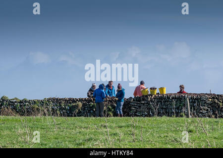 Freiwillige helfen, eine Steinmauer auf einer Farm auf dem Pentire Headland in Cornwall zu reparieren. Stockfoto