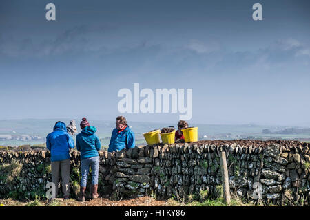 Freiwillige, die eine Steinmauer Farm reparieren Plether Headland Cornwall UK Stockfoto