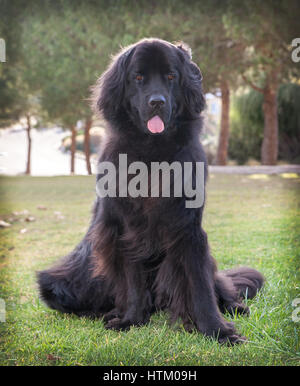 extra große schwarze Neufundland Hund stehend freuen.  Sie ist im Park stehen einige trockene Gras.  Es gibt eine Reihe von grünen Büschen und Bäumen Stockfoto