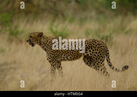 Männlichen Gepard (Acinonyx Jubatus) auf die Jagd, Samburu National Reserve, Kenia, Ostafrika Stockfoto