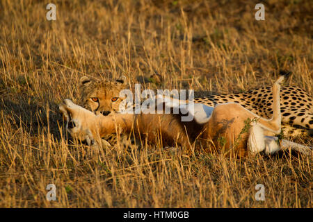 Gepard (Acinonyx Jubatus) mit seiner töten, Masai Mara National Reserve, Kenia, Ostafrika Stockfoto
