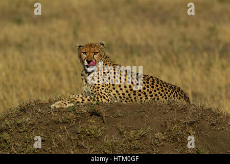 Gepard (Acinonyx Jubatus) ruht auf einem Schmutz Hügel, Masai Mara National Reserve, Kenia, Ostafrika Stockfoto