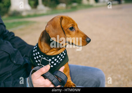 Dackel Welpe in ein Vlies und Kabelbaum entspannend in einem Park auf seinem Besitzer Schoß sitzen. Stockfoto