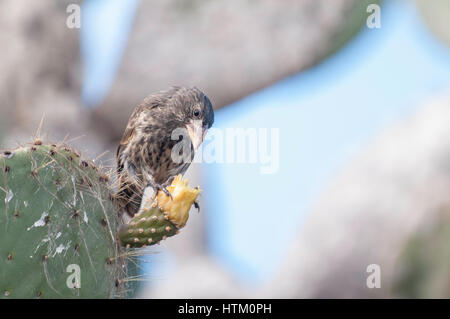 Großen Kaktus Finch, Weiblich, Geospiza Conirostris, Isla Genovesa, Galapagos-Inseln, Ecuador Stockfoto