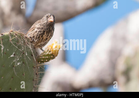 Großen Kaktus Finch, Weiblich, Geospiza Conirostris, Isla Genovesa, Galapagos-Inseln, Ecuador Stockfoto