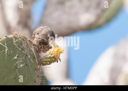 Großen Kaktus Finch, Weiblich, Geospiza Conirostris, Isla Genovesa, Galapagos-Inseln, Ecuador Stockfoto