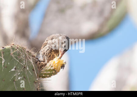 Großen Kaktus Finch, Weiblich, Geospiza Conirostris, Isla Genovesa, Galapagos-Inseln, Ecuador Stockfoto