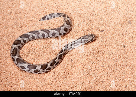 Westlichen Fox Schlange, bieten Vulpina/Vulpinus, juvenile Fox Schlange; heimisch in Zentral-USA Stockfoto