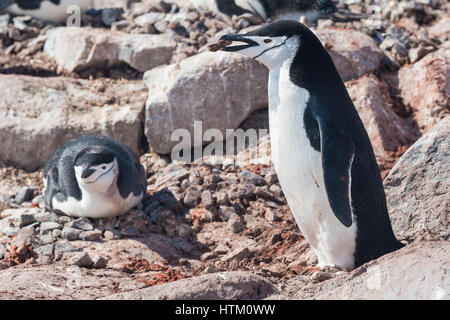 Zügelpinguin Pygoscelis antarcticus, Orne, Insel, gerlache Strait, Antarktische Halbinsel, Antarktis Stockfoto