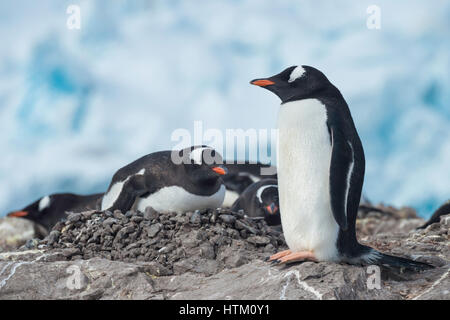 Zeichen: Pinguin Studie Bereich Bitte Fernhalten, Port Lockroy, Wiencke Island, Palmer Archipel, Antarktische Halbinsel, Antarktis Stockfoto