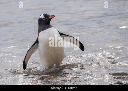 Gentoo Pinguin, Pygoscelis papua, Neko Harbour, Palmer Archipel, Antarktische Halbinsel, Antarktis Stockfoto