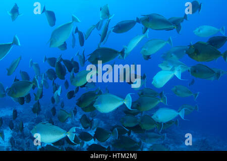 Fischschwarm länglich Unicornfish (Naso Lopezi) auf blauem Wasser Hintergrund, Rotes Meer, Ägypten Stockfoto