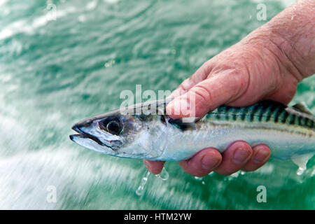 Makrelenfang aus North Beach, Tenby, Wales, Vereinigtes Königreich Stockfoto