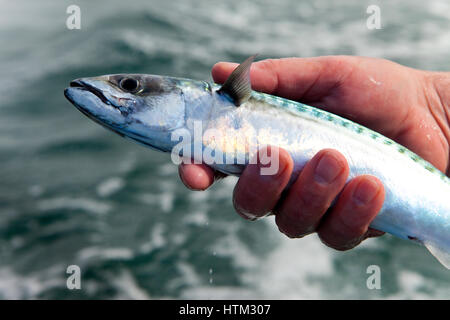 Makrelenfang aus North Beach, Tenby, Wales, Vereinigtes Königreich Stockfoto