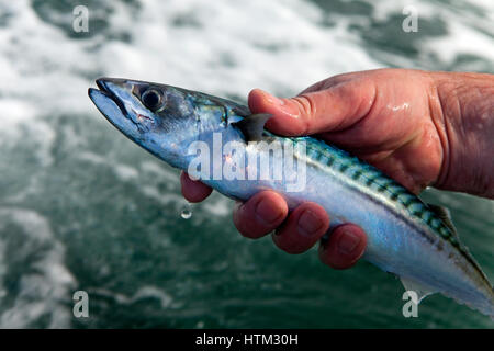 Makrelenfang aus North Beach, Tenby, Wales, Vereinigtes Königreich Stockfoto